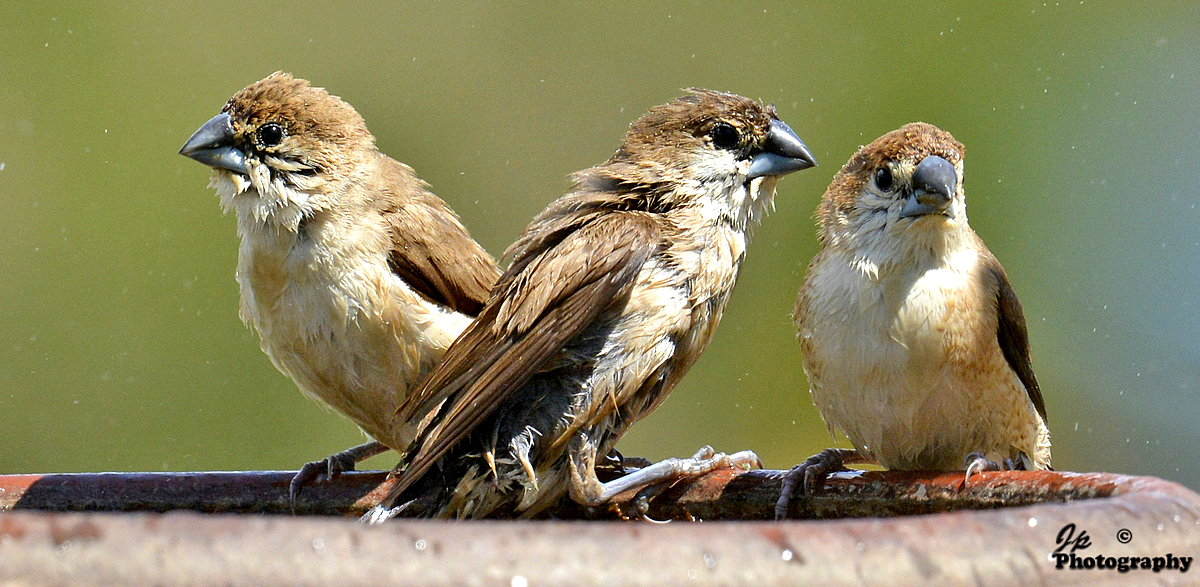 Silverbills