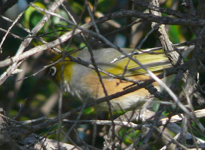 Silvereye subspecies