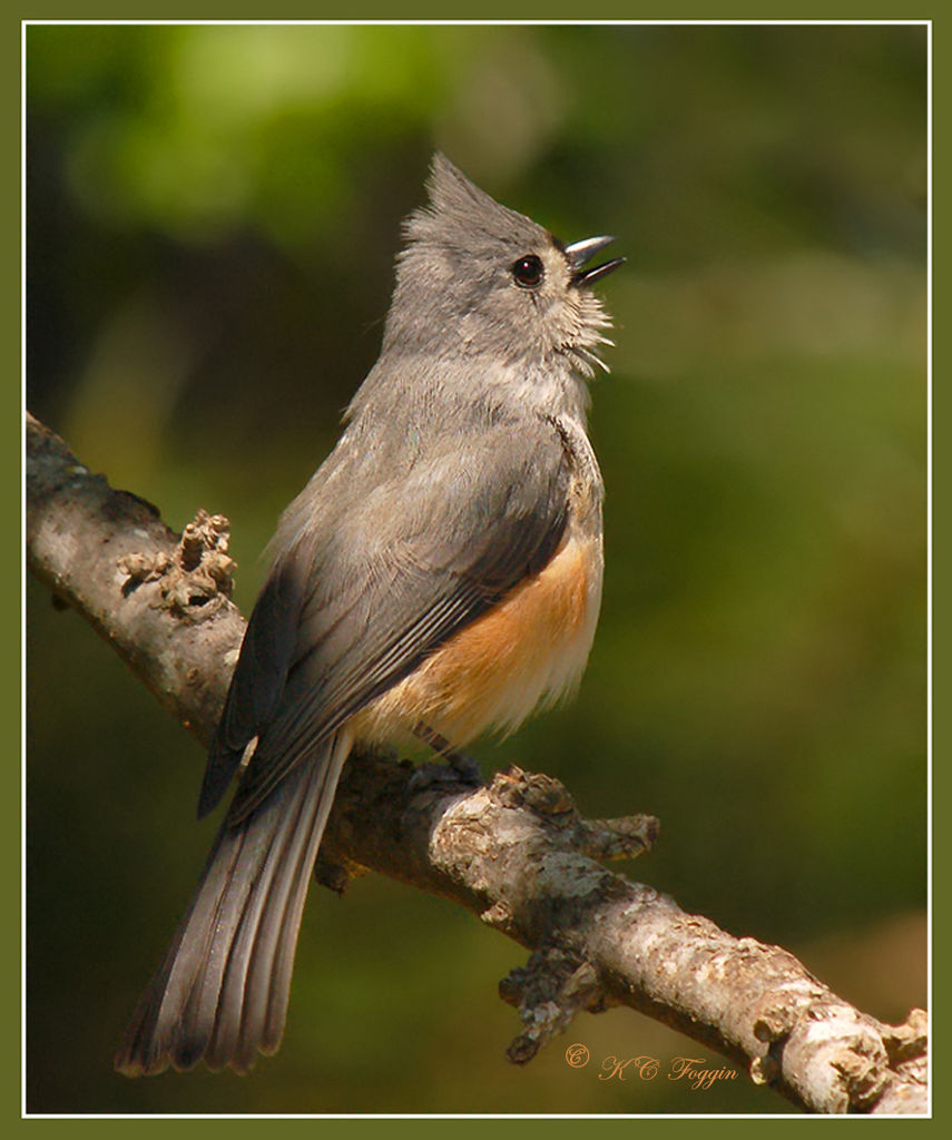 Singing its heart out