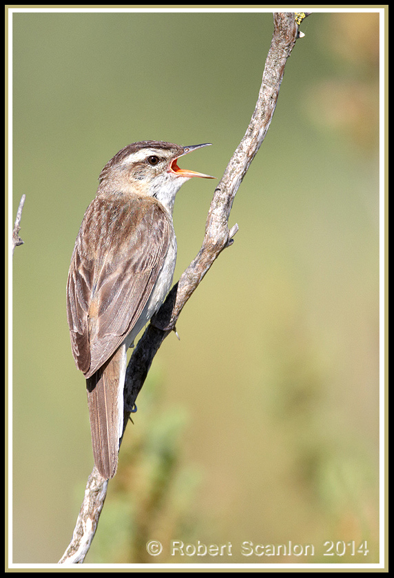 Singing Sedge Warbler
