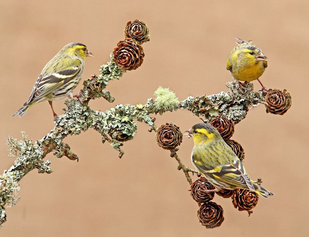 Siskin feeding