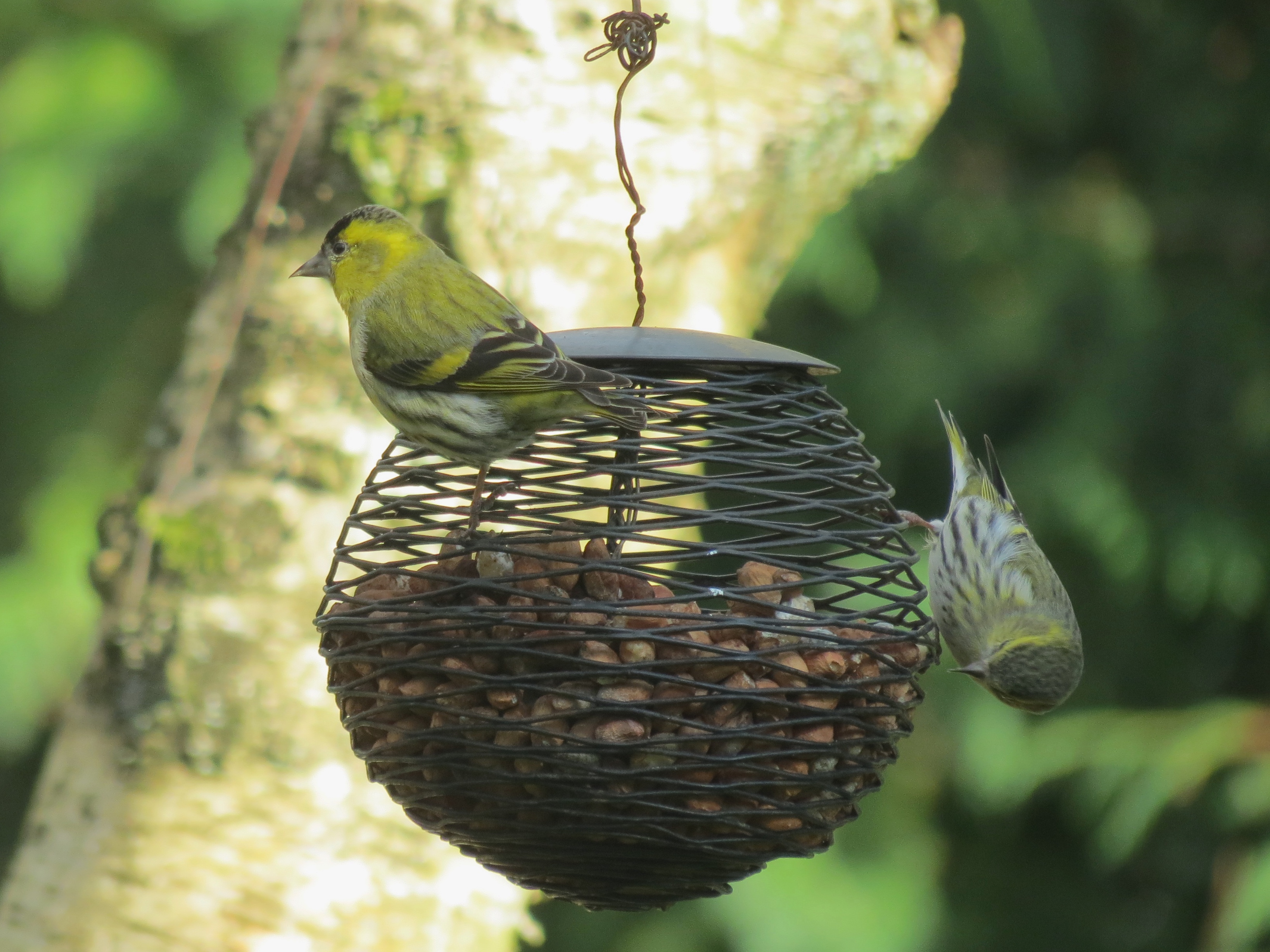 Siskins