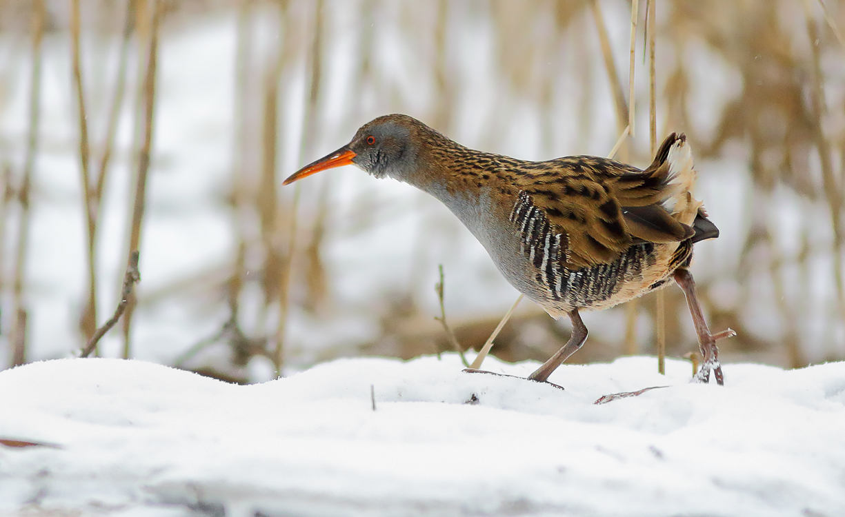 Ski star   Water rail