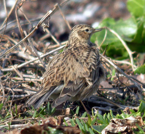 Skylark