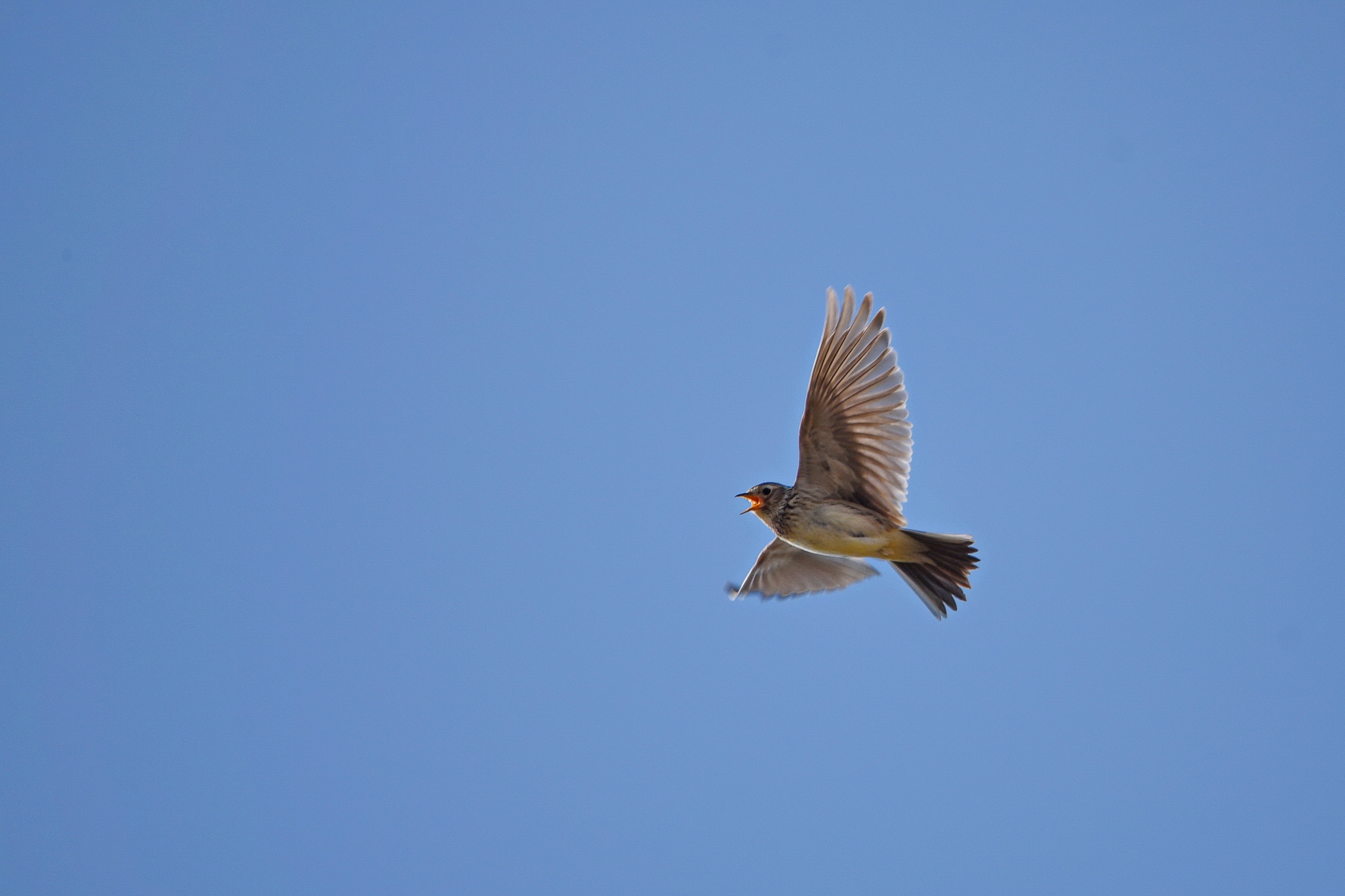 Skylark