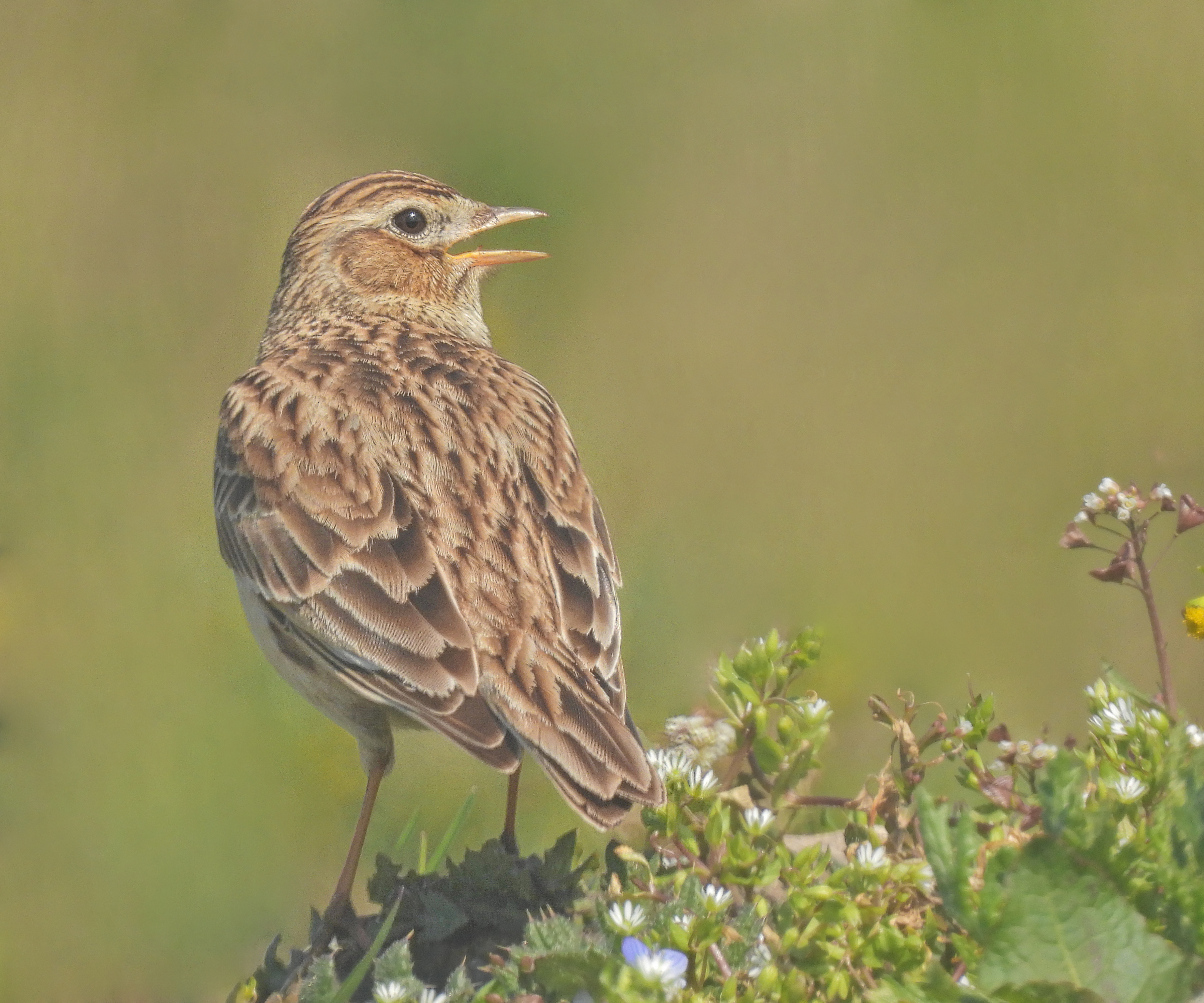 Skylark