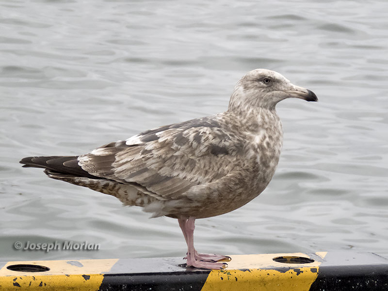 Slaty-backed Gull