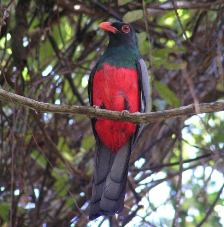 Slaty-tailed Trogon