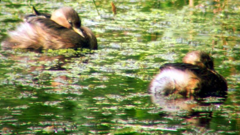 Sleeping dabchicks