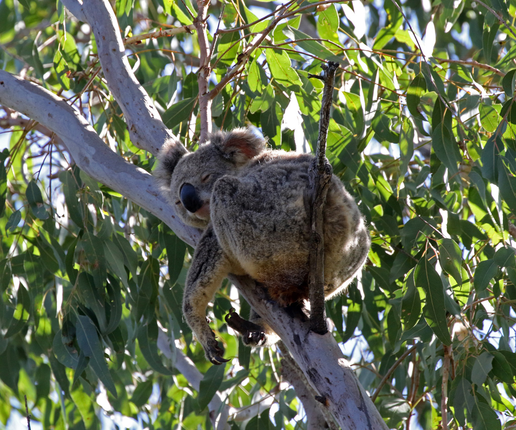 Sleeping Koala