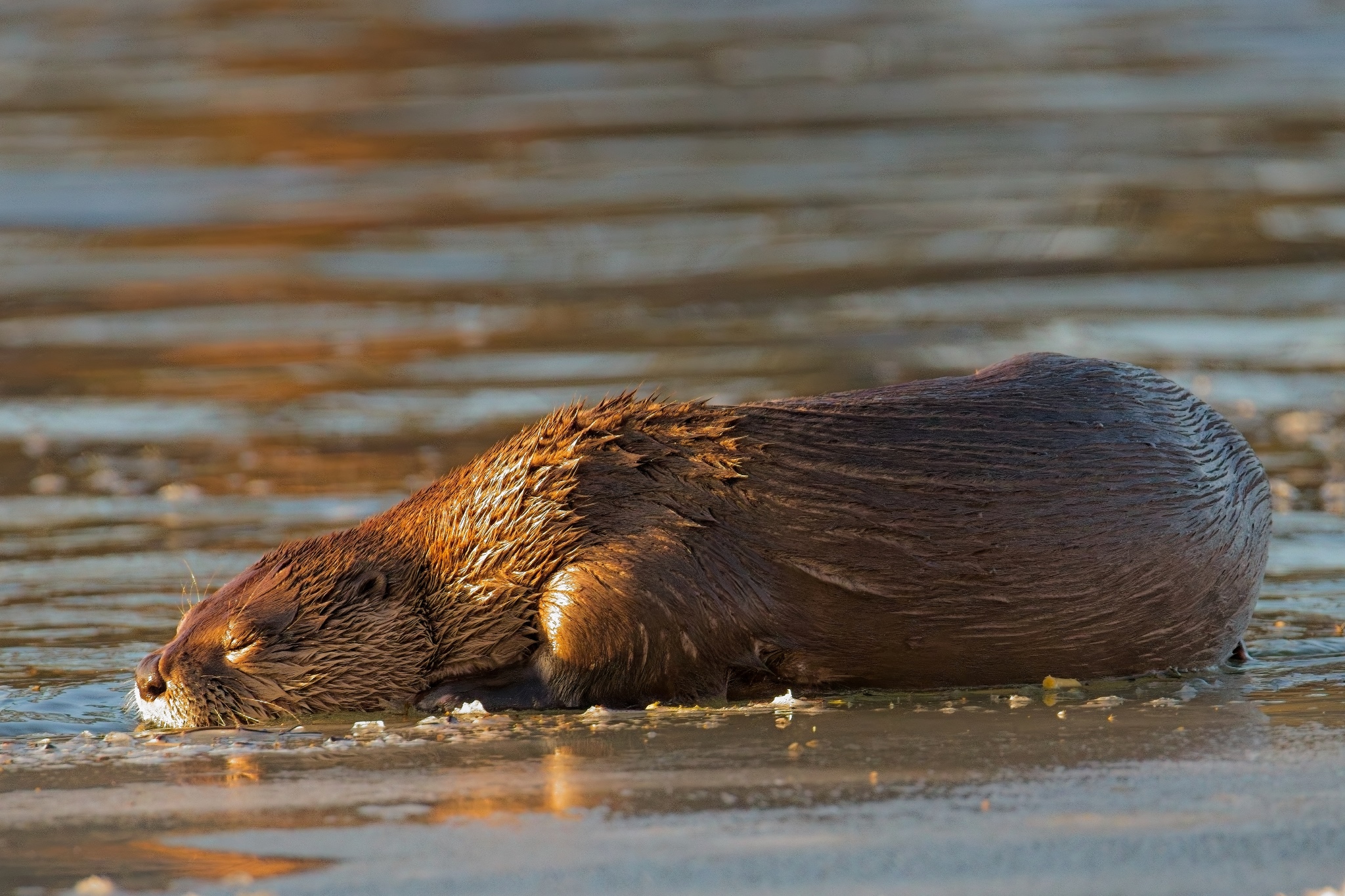 Sleeping Otter