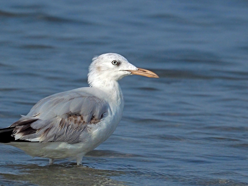 Slender-billed gull