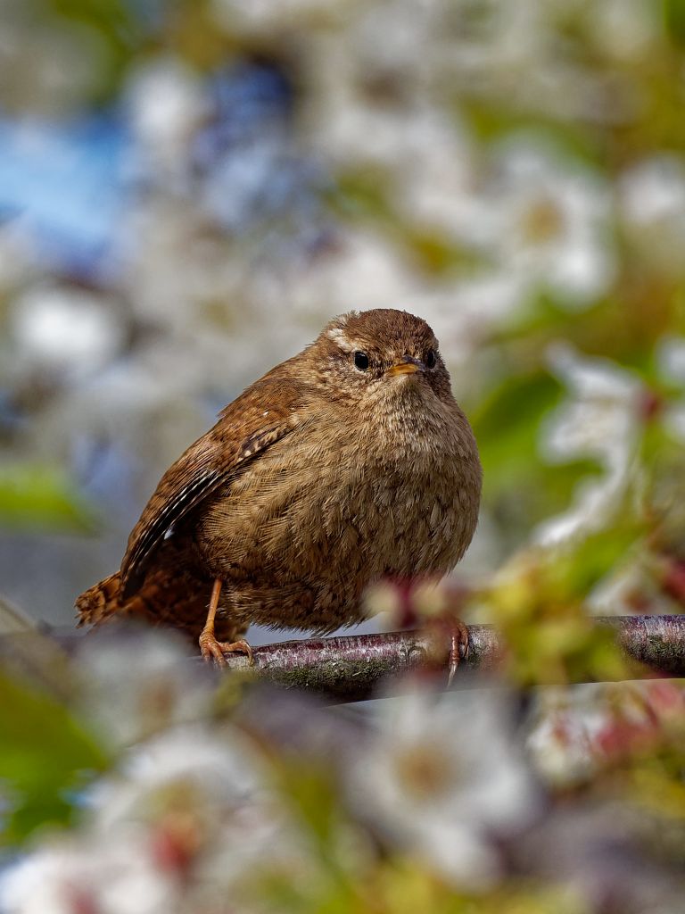 Slightly grumpy looking Wren