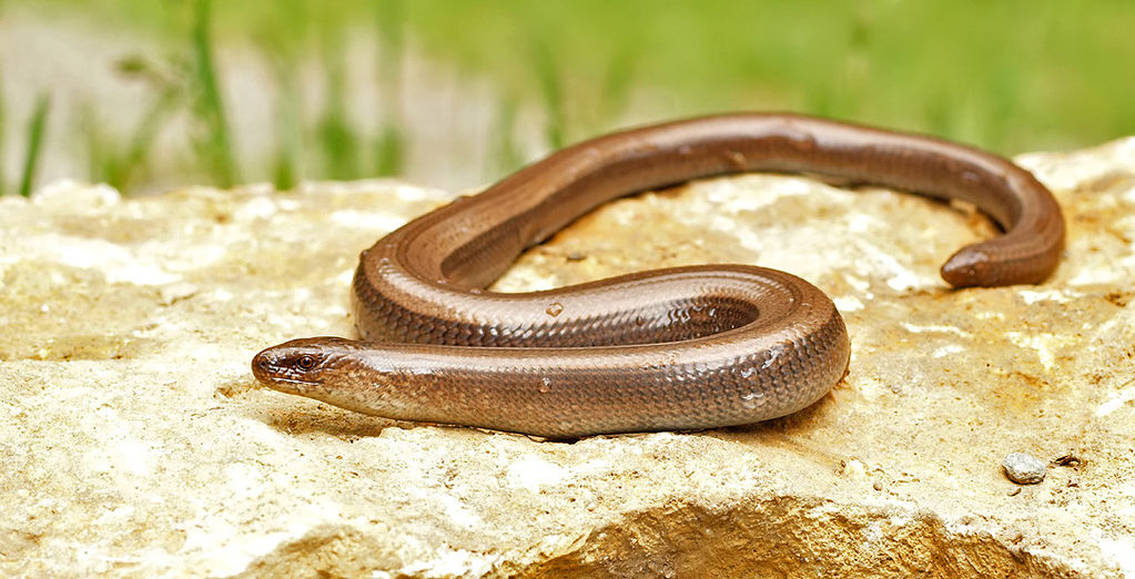 Slow Worm