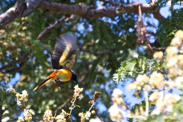 Small Minivet