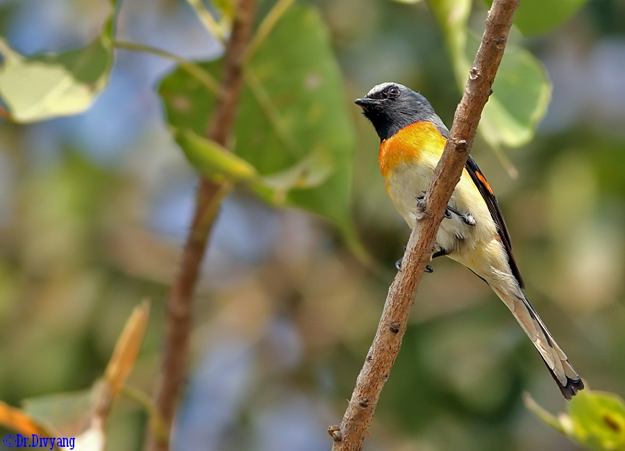 Small Minivet