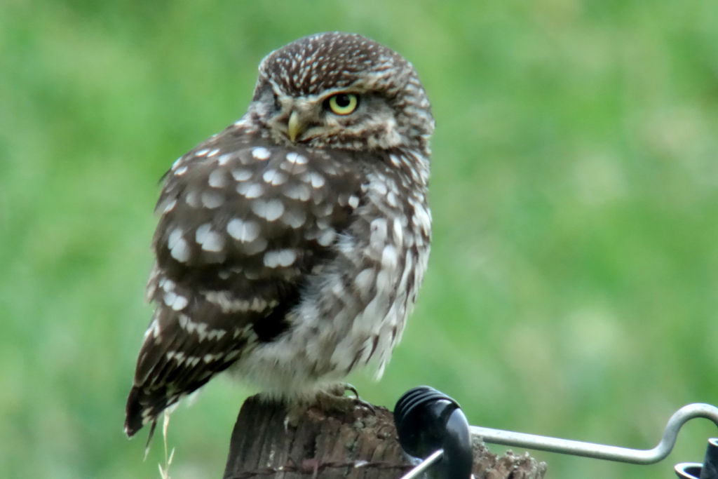 Small Owl (Athene Noctua)