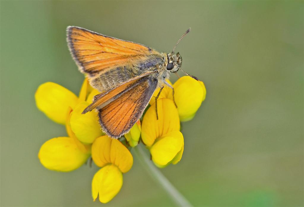 Small Skipper