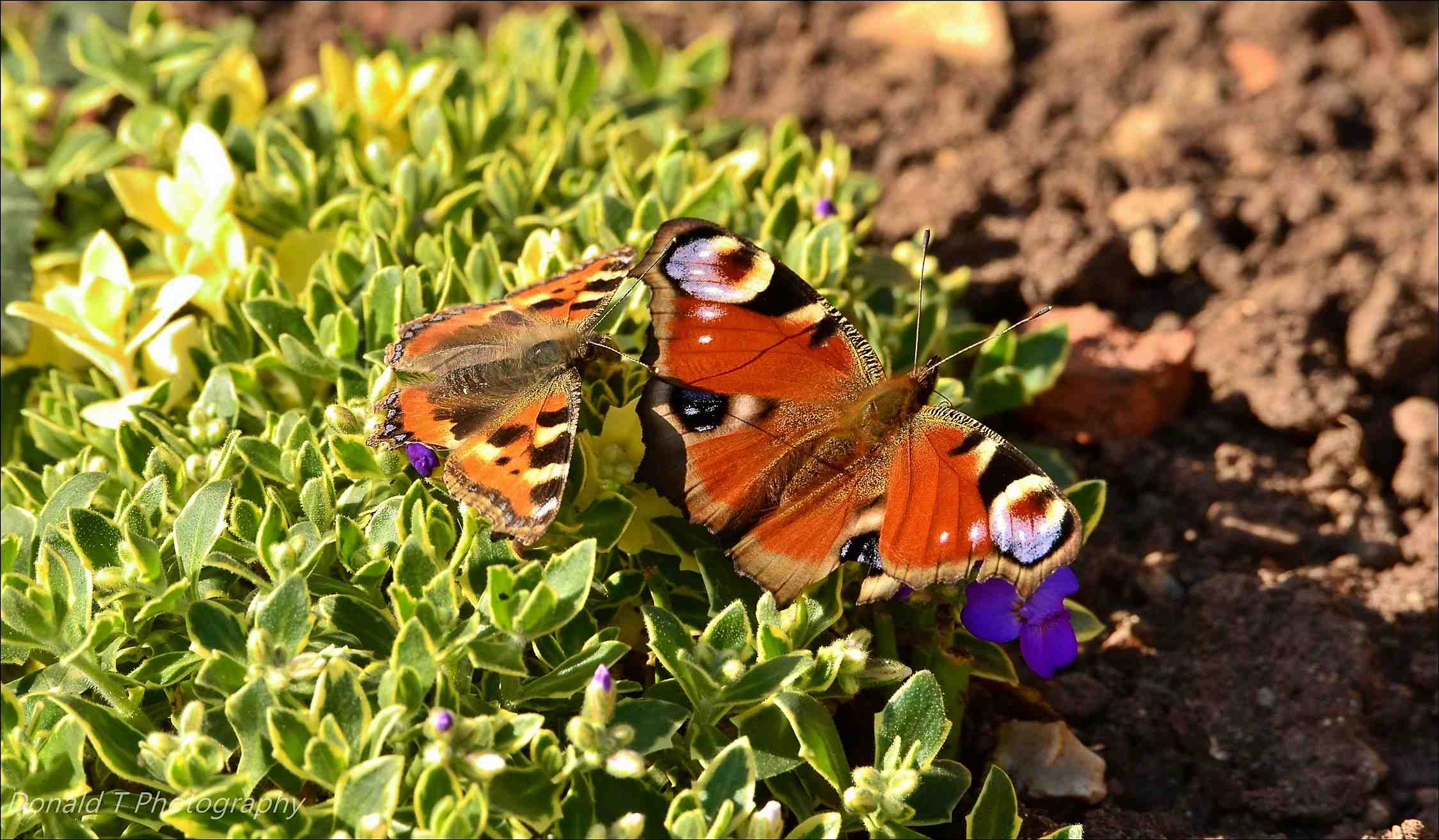 Small Tortoiseshell and Peacock Butterflies.