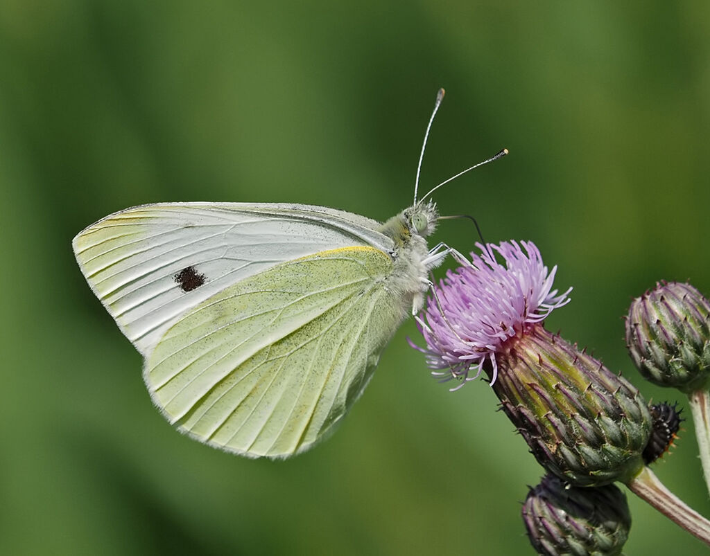 Small White