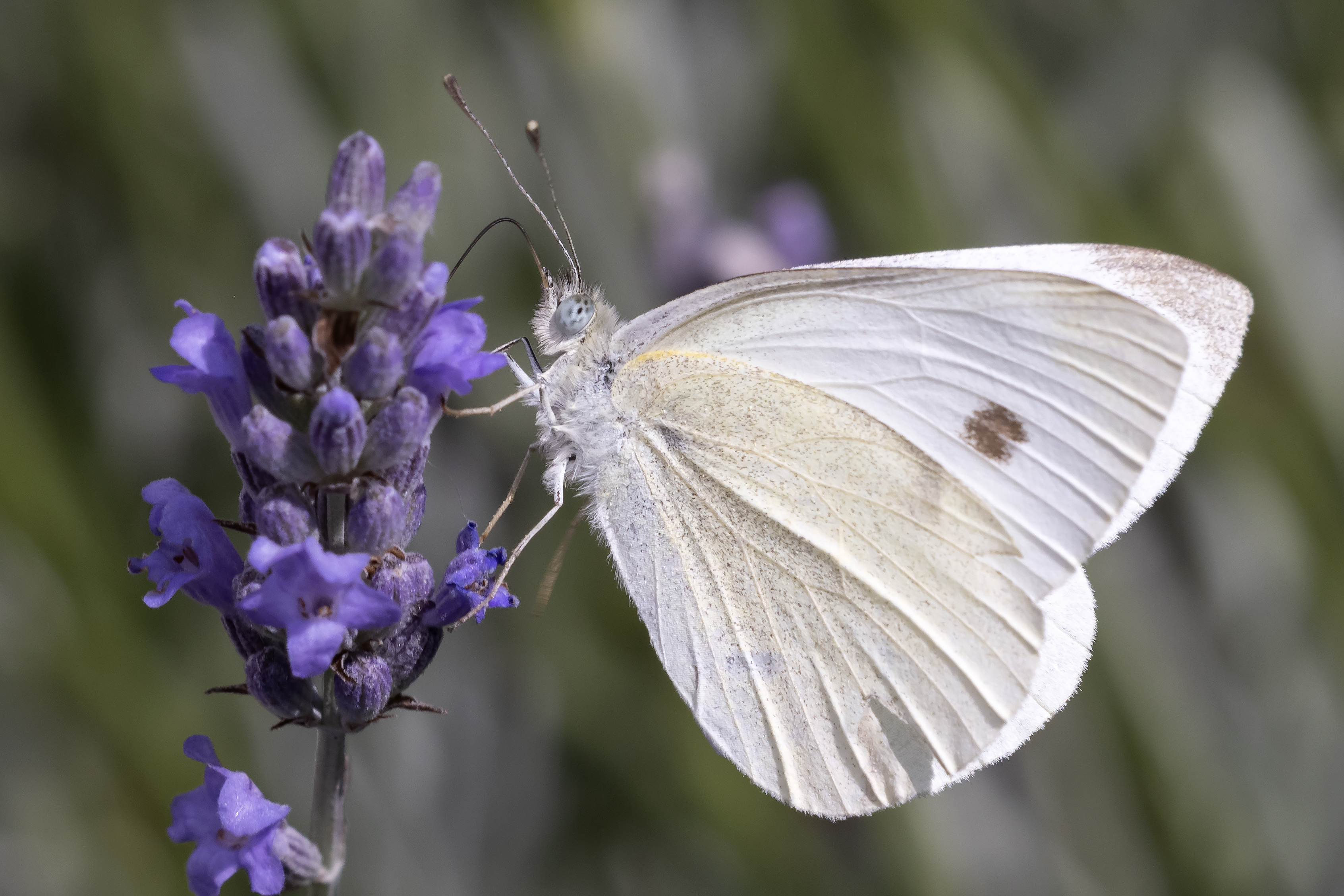 Small White