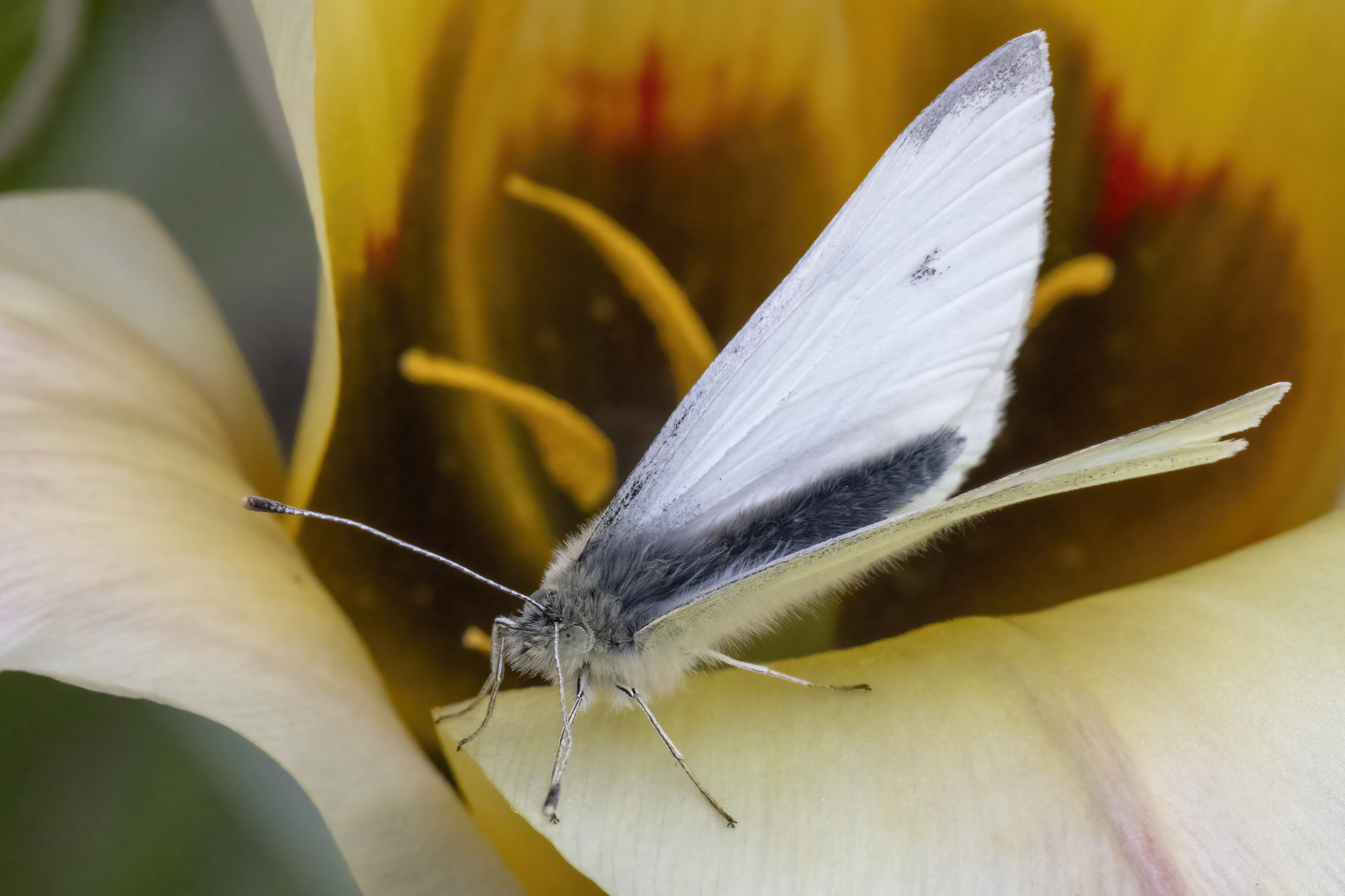 Small White