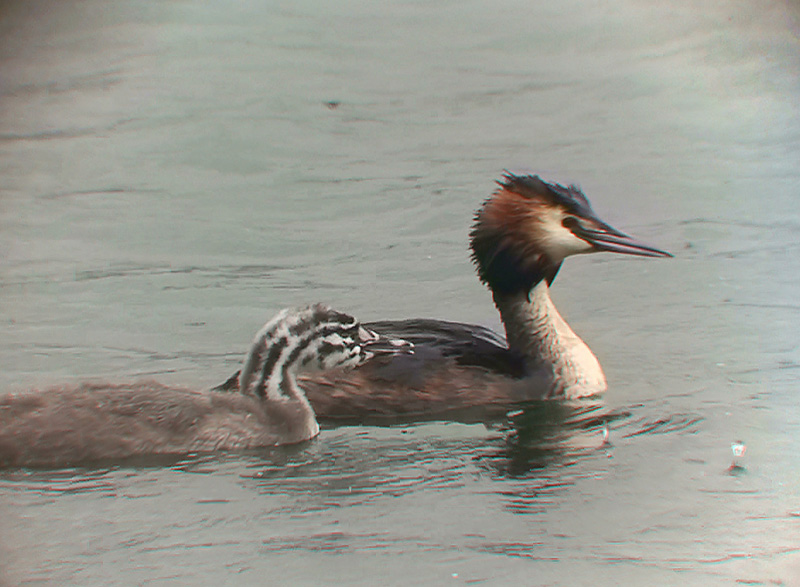 small_grebe