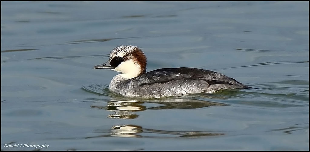Smew Immature moulting to adult