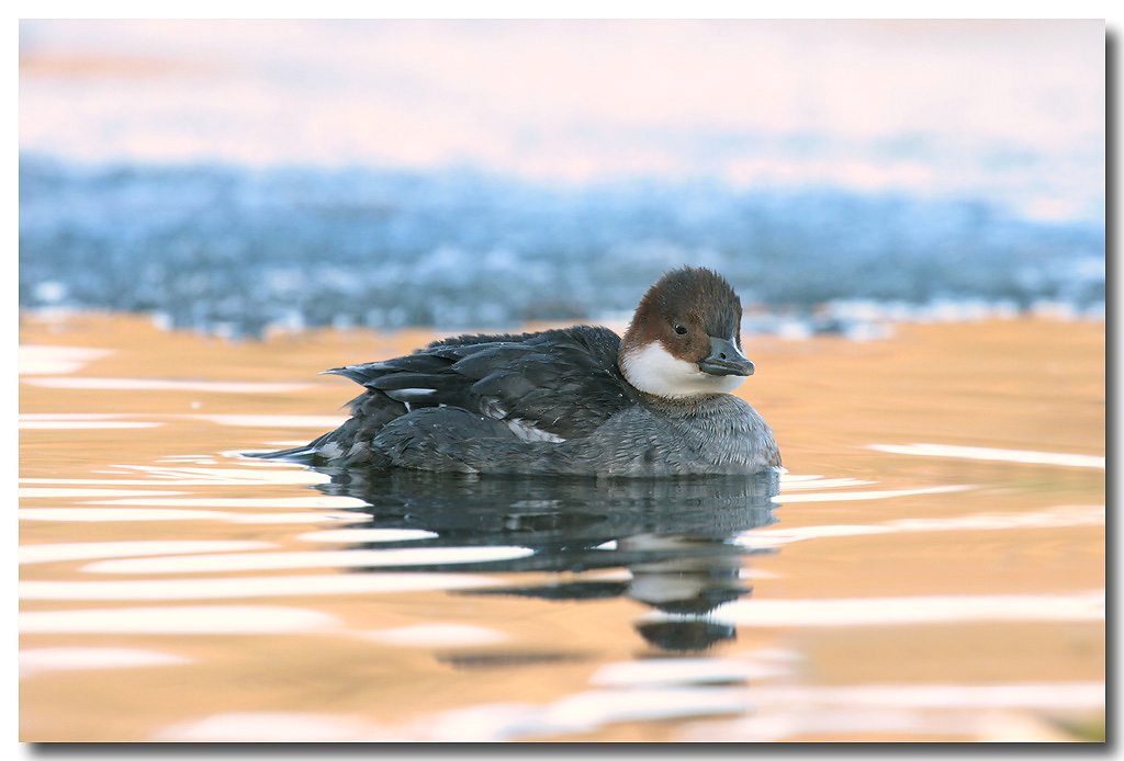 Smew (Redhead)