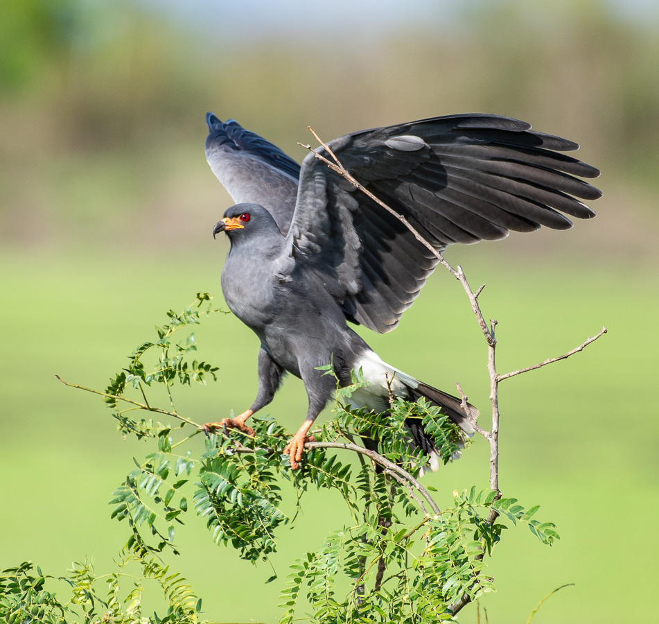 Snail Kite - adult male