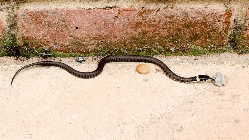 Snake - ID Help Please!