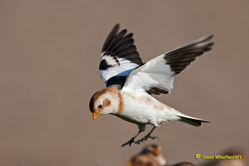 Snow Bunting - Male