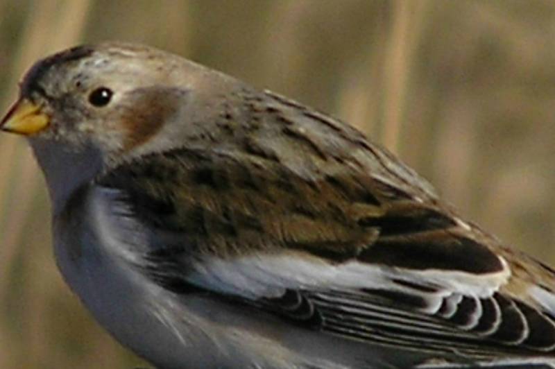 Snow Bunting