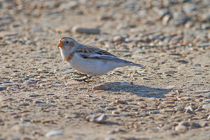 Snow bunting