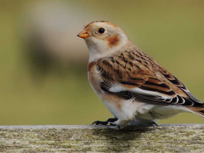 snow bunting