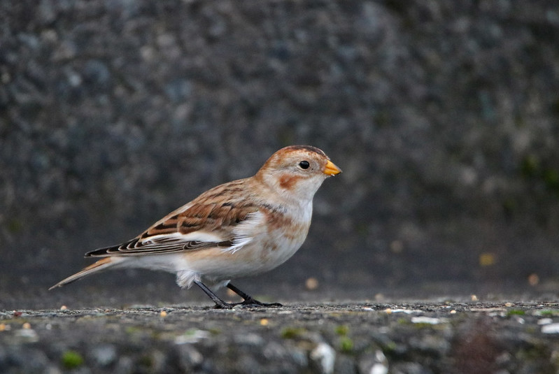 Snow Bunting