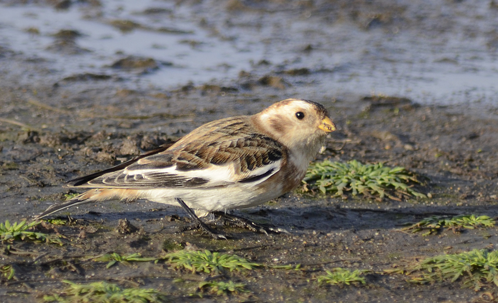 Snow bunting