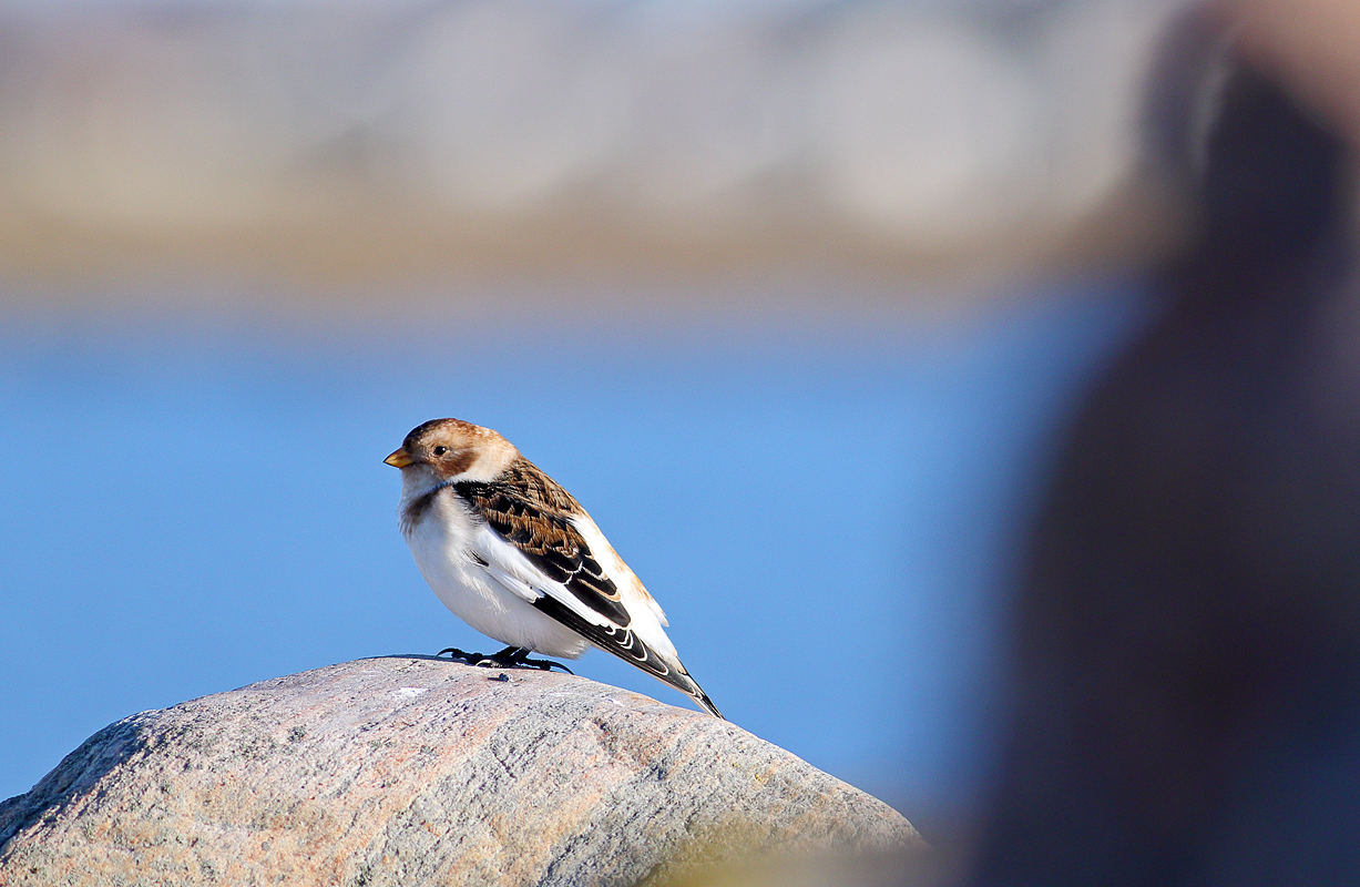 Snow bunting