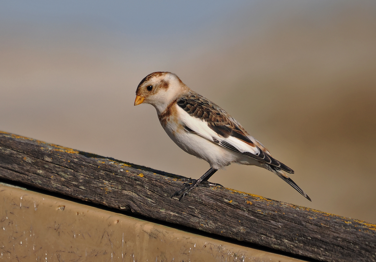 Snow Bunting