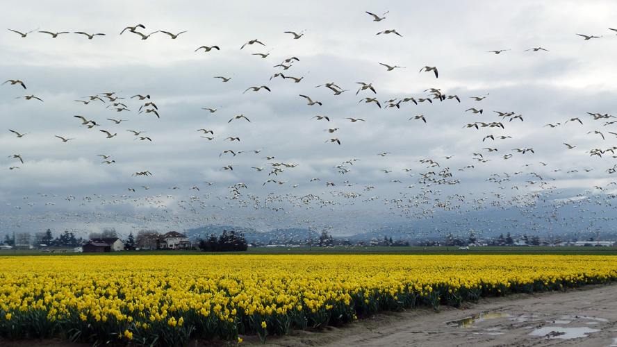 Snow Geese near Mt. Vernon, WA, USA