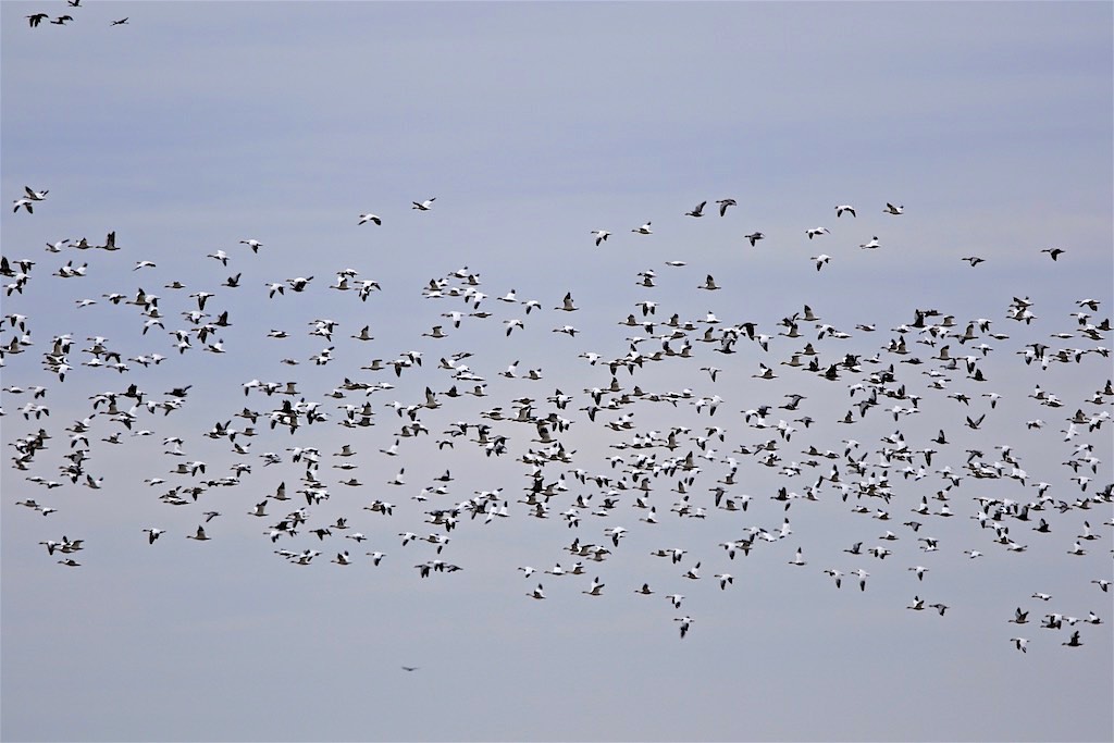 Snow Geese