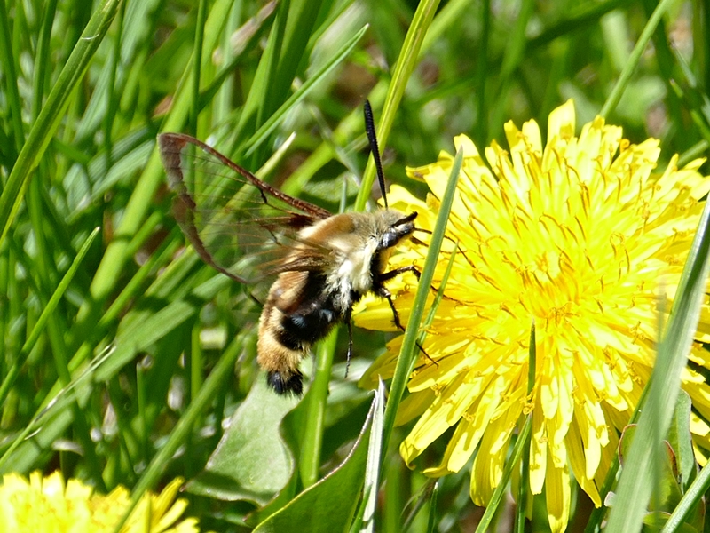 snowberry clearwing hummingbird moth