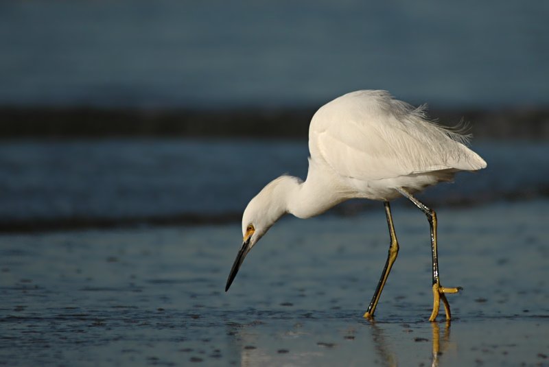 snowy egret stooped