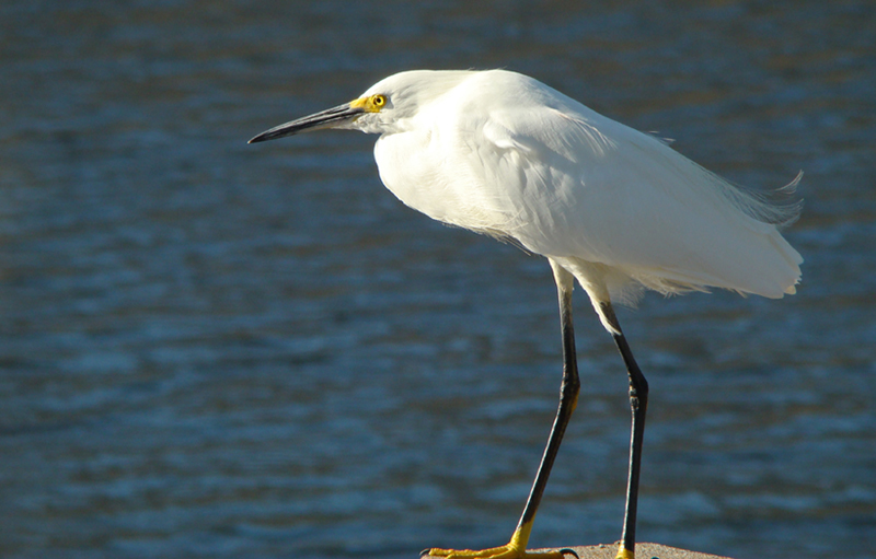 Snowy Egret