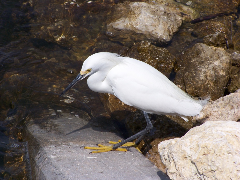 Snowy Egret