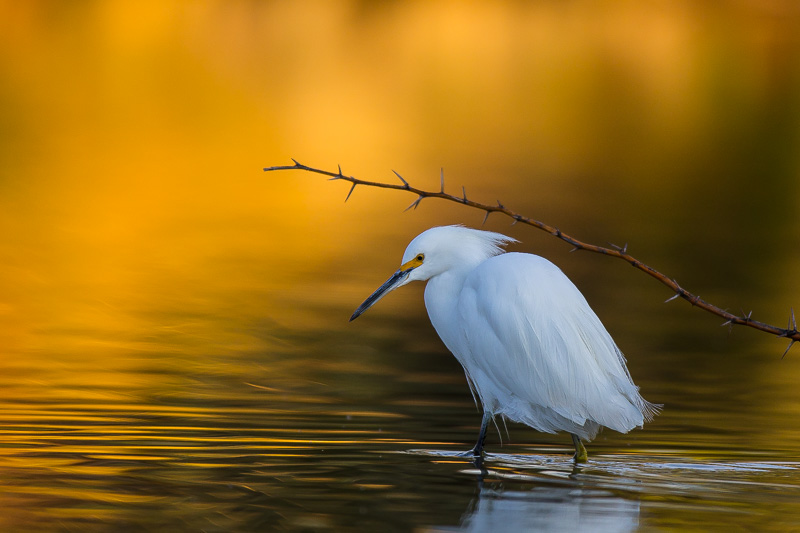 Snowy Egret