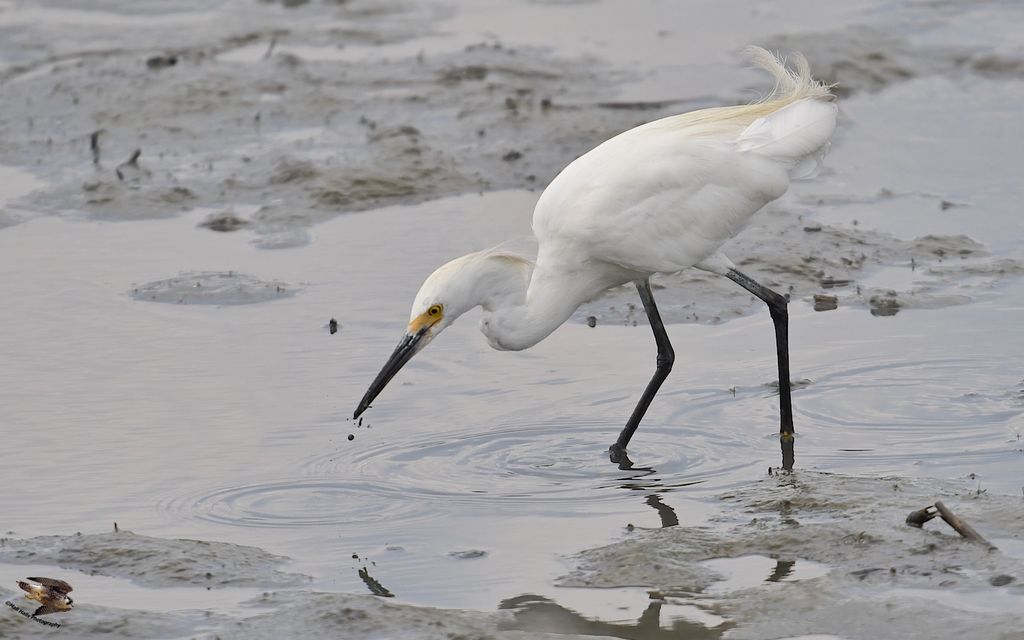 Snowy Egret