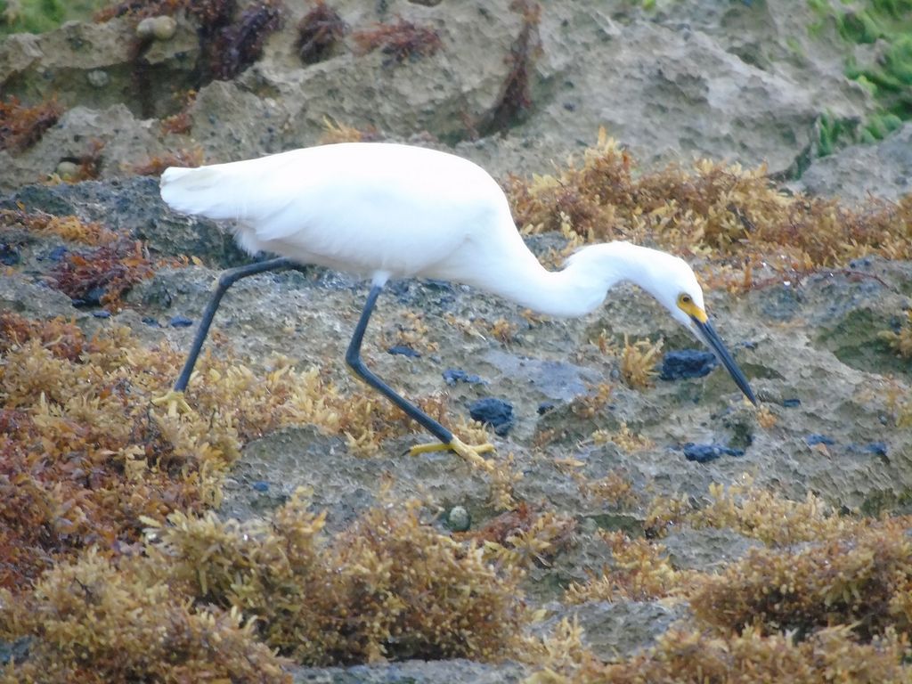 Snowy Egret