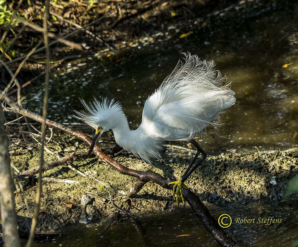 Snowy Egret