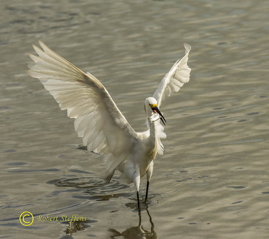 Snowy Egret